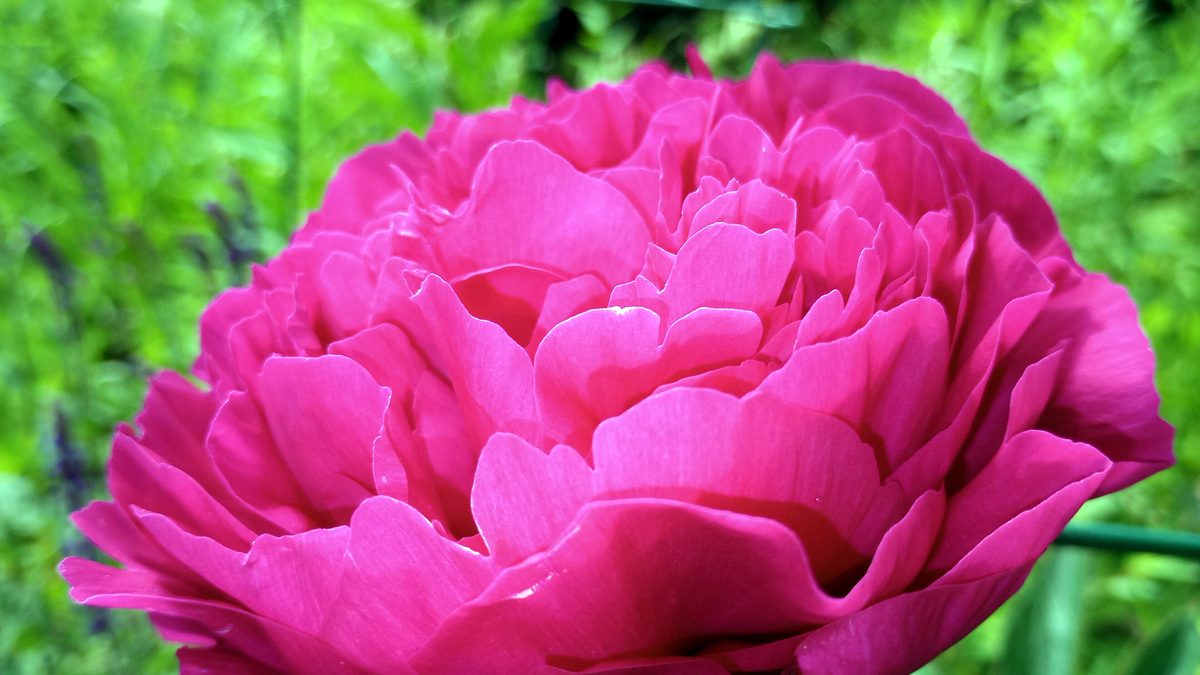 Parfum
