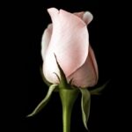 Eau de toilette, eau de parfum, extrait : ce que la concentration change vraiment